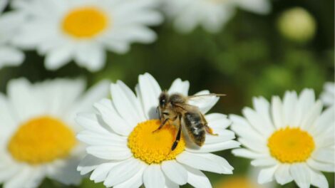 Beporzóbarát kerttel bővült a budapesti állatkert növénykerti része
