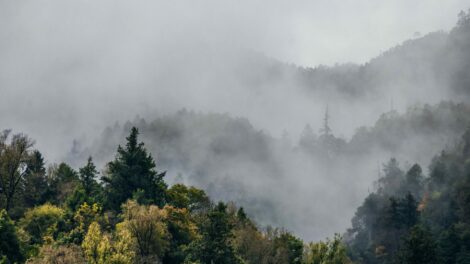 Olcsóbbá tehetné a klímasemlegesség elérését, ha tovább maradnának a fák az erdőkben